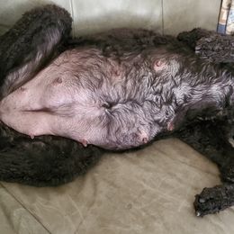 Poodle Puppies from Deborah Busch Poodles