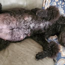 Poodle Puppies from Deborah Busch Poodles