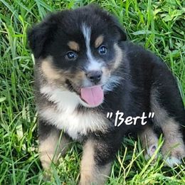 Bert - male Miniature American Shepherd puppy in Waxhaw, North Carolina from Cane Creek Aussies