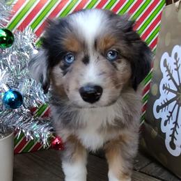 Dante - Blue merle male Miniature Australian Shepherd puppy in Hartselle, Alabama from ELSRi’s Crimson Cross Mini Aussies