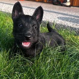 Basil - Black male Scottish Terrier puppy in Oak Harbor, Washington from Nicole's Scottish Terriers