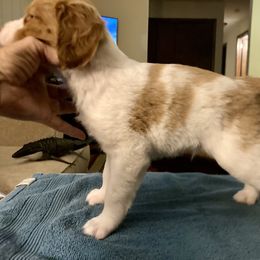 M2 - White and orange male Brittany puppy in Alburtis, Pennsylvania from Triumphant Kennels