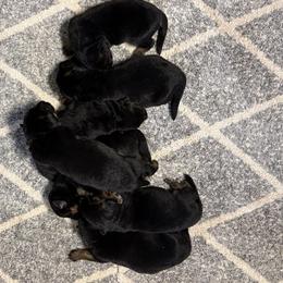 Boomer and Bakara girl- 4 - Black and red female German Shepherd puppy in Galt, California from At Redwood Runs