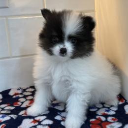 Eli - Black and tan parti male Pomeranian puppy in New Oxford, Pennsylvania from J&T French Bulldog & Pomeranian Palacio