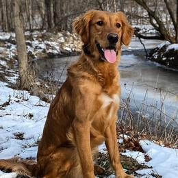 Golden Retrievers and Labrador Retrievers from Trenlock Kennels