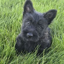 Boy 2 - Wheaten male Scottish Terrier puppy in Utah from TnT Scotties