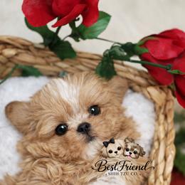 Benny - Cream and white male Shih Tzu puppy in Albany, New York from Best Friend Shih Tzu Co.