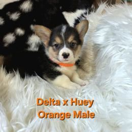 Orange male - Black and tan male Pembroke Welsh Corgi puppy in Wayne City, Illinois from Lash Livestock & Corgis