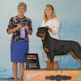 "Pickle" Rottweiler All Grown Up from Spirit Mountain Rottweilers