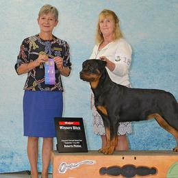 "Pickle" Rottweiler All Grown Up from Spirit Mountain Rottweilers