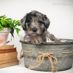 Bordoodle Puppies from 2J 2K Bordoodles