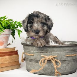 Bordoodle Puppies from 2J 2K Bordoodles