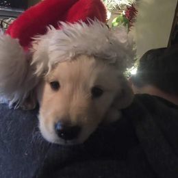 Golden Retriever Puppies from Goldens of Hamm Hollow
