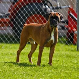 Harley - Boxer