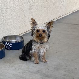 Cowboy - Yorkshire Terrier