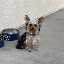 Cowboy - Yorkshire Terrier