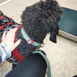 Poodle All Grown Up from Morris Prancing Poodles