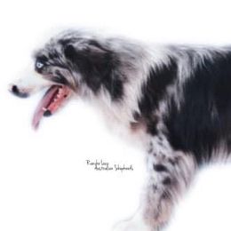 Smoke  - Miniature Australian Shepherd