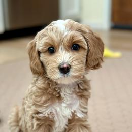 Australian Labradoodle Puppies from High Desert Labradoodles