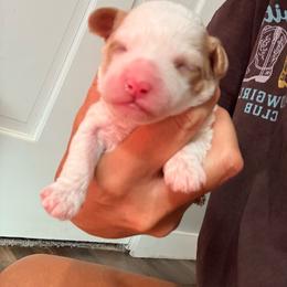 Milana - Parti female Goldendoodle puppy in Knoxville, Tennessee from Graystone Doodles
