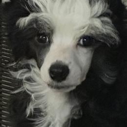 Chinese Crested Puppies from BryMar Chinese Cresteds