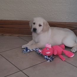 Polly Dark Pink Collar - Labrador Retriever puppy from Marlene's Labrador Retrievers