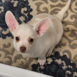 Dopey - Gold and white male Chihuahua puppy in El Paso, Texas from JVJ Chihuahua