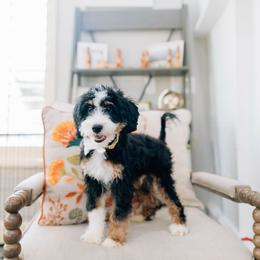 Teddy - Tri-color male Bernedoodle puppy in Murray, Utah from Sun Valley Doodles