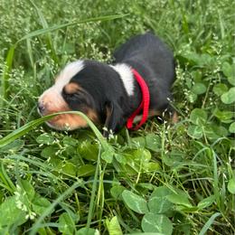 Boy 1 - Black white and brown male Basset Hound puppy in Tahlequah, Oklahoma from HNH Hounds