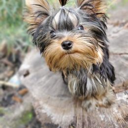 Yorkshire Terrier Puppies from Liz’s Yorkshire Terriers