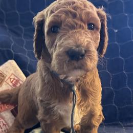 Light Blue Collar - Lisbon (Portugal) - Red  female Goldendoodle puppy in West Sacramento, California from Pomegranate Doodles