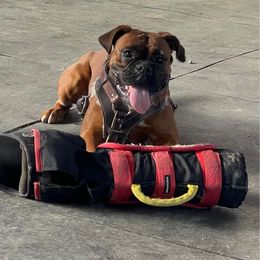 Bristol - Boxer