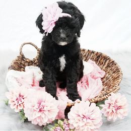 Sheepadoodle Puppies from The Farms Precious Doodles