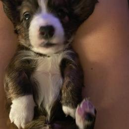 Blaze - Brindle male Dachshund puppy in Petersburg, Virginia from Wiggle Waddle Dachshunds