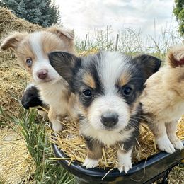 Daisy - Black tri female Toy Australian Shepherd puppy in Menan, Idaho from Teton Toy Aussies