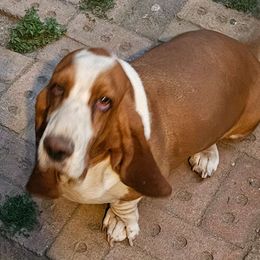 Mayham - Basset Hound