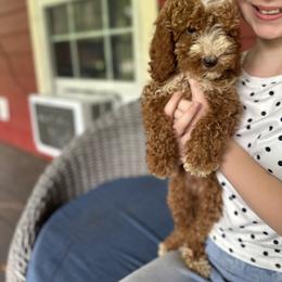 Purple - Red  female Goldendoodle puppy in Lake Butler, Florida from Providence Ranches