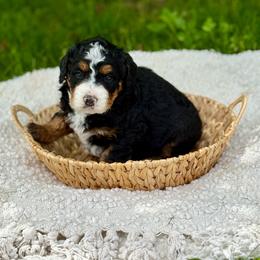 Tilly - Tri-color female Bernedoodle puppy in Bremen, Indiana from Farmland Doodles
