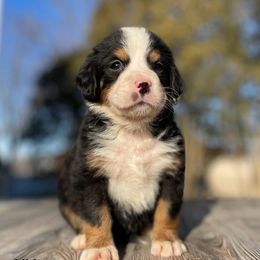 Libby - Black rust and white Bernese Mountain Dog puppy in New Haven, Indiana from Milan Berners