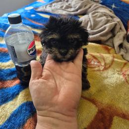 Misty - Black & tan tri-color female Maltipoo puppy in Sedro Woolley, Washington from Absher Ranch