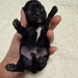 Boy 1 - Black male Shih Tzu puppy in Ocala, Florida from Mimi's Shih-tzus of Ocala