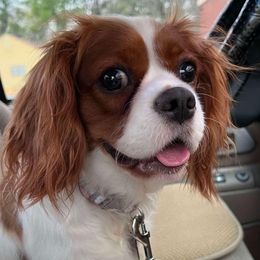 Buffy - Cavalier King Charles Spaniel