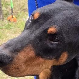Doberman Pinschers from Capsaicin's Kennel