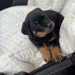 Rottweiler Puppies from Vom Arnold-Hause Rottweilers