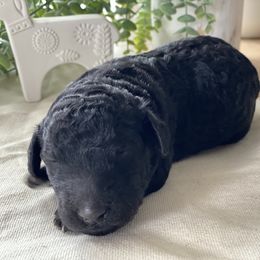 Poodle Puppies from Home of Doodles