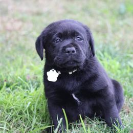 Labrador Retriever Puppies from Britt Labradors