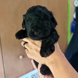 Mike - Black male Miniature Schnauzer puppy in Miami, Florida from Chiquiticos Shnauzers