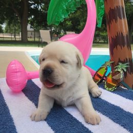 Labrador Retriever Puppies from Texas Finest English Labradors