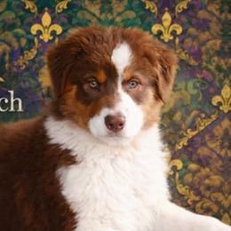 Riot - Red tri-color male Australian Shepherd puppy in Diberville, Mississippi from Bon Temps Ranch