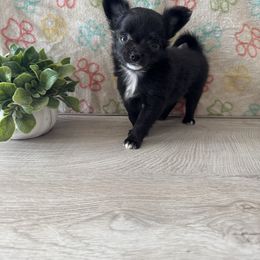 Gnocchi - Black and white male Chihuahua puppy in Greenup, Kentucky from KB Chihuahuas